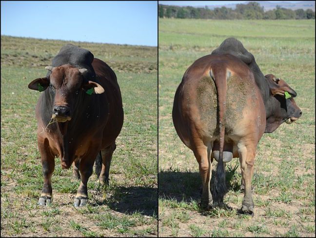 Jaguar VST 12-18 (Chest)